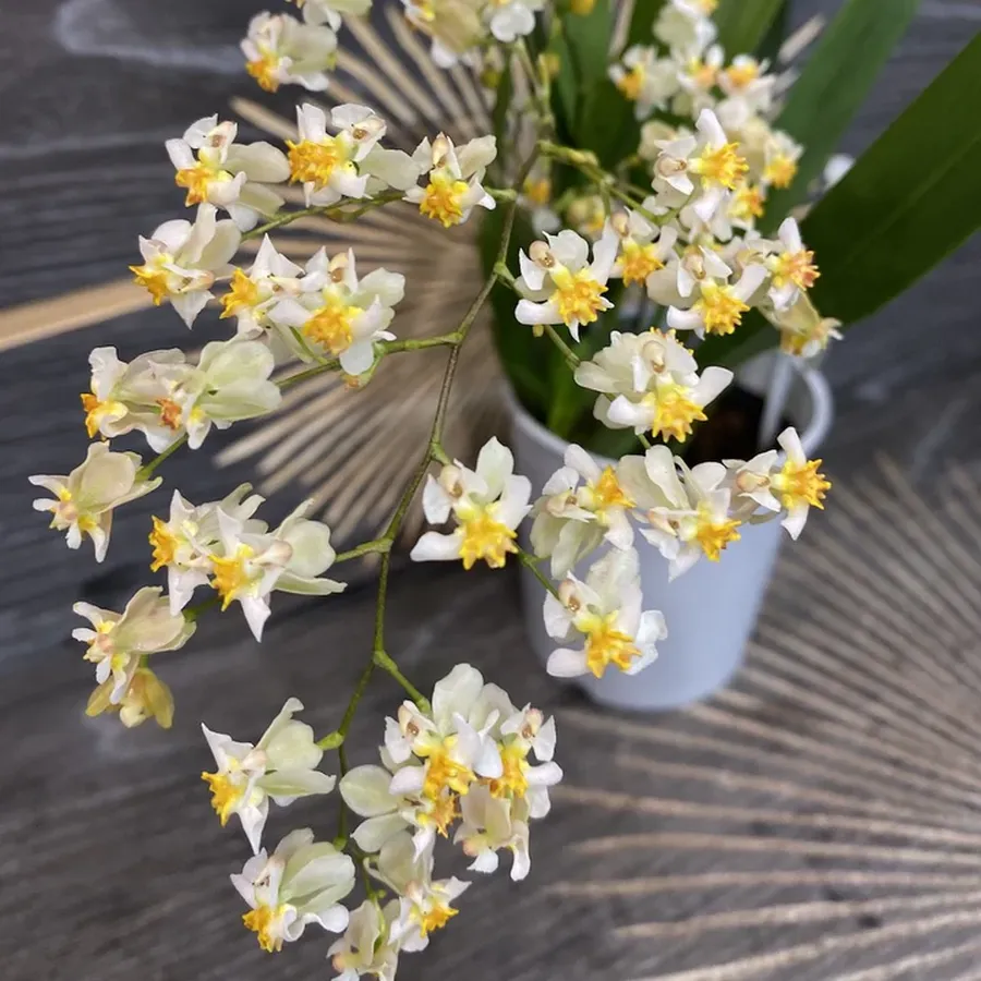 Oncidium-White-1