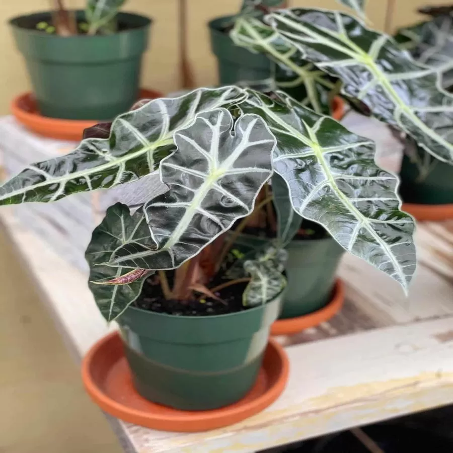 alocasia-polly-7305