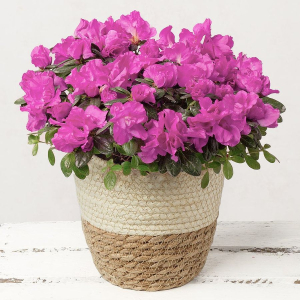 Azalea, plantă cu flori - imagine 3