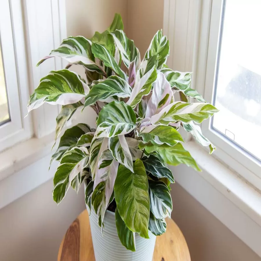 calathea-fusion-white-1
