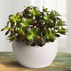 Crassula ovata, arborele de jad - imagine 1
