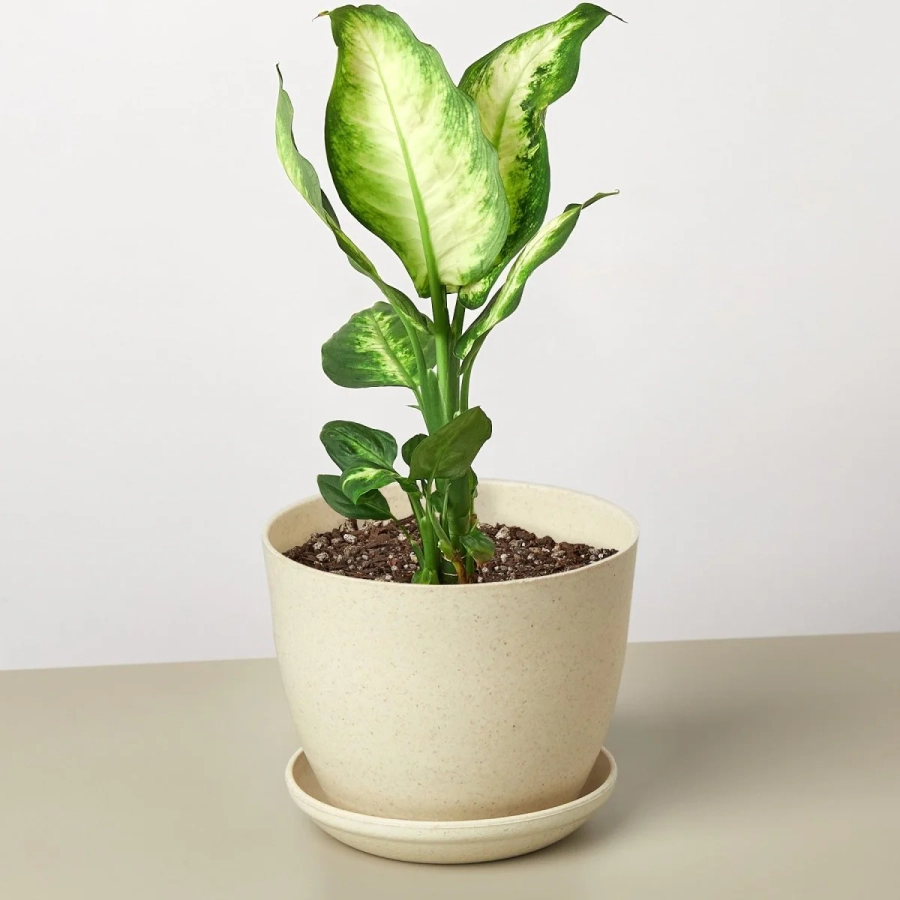 dieffenbachia-camila-1