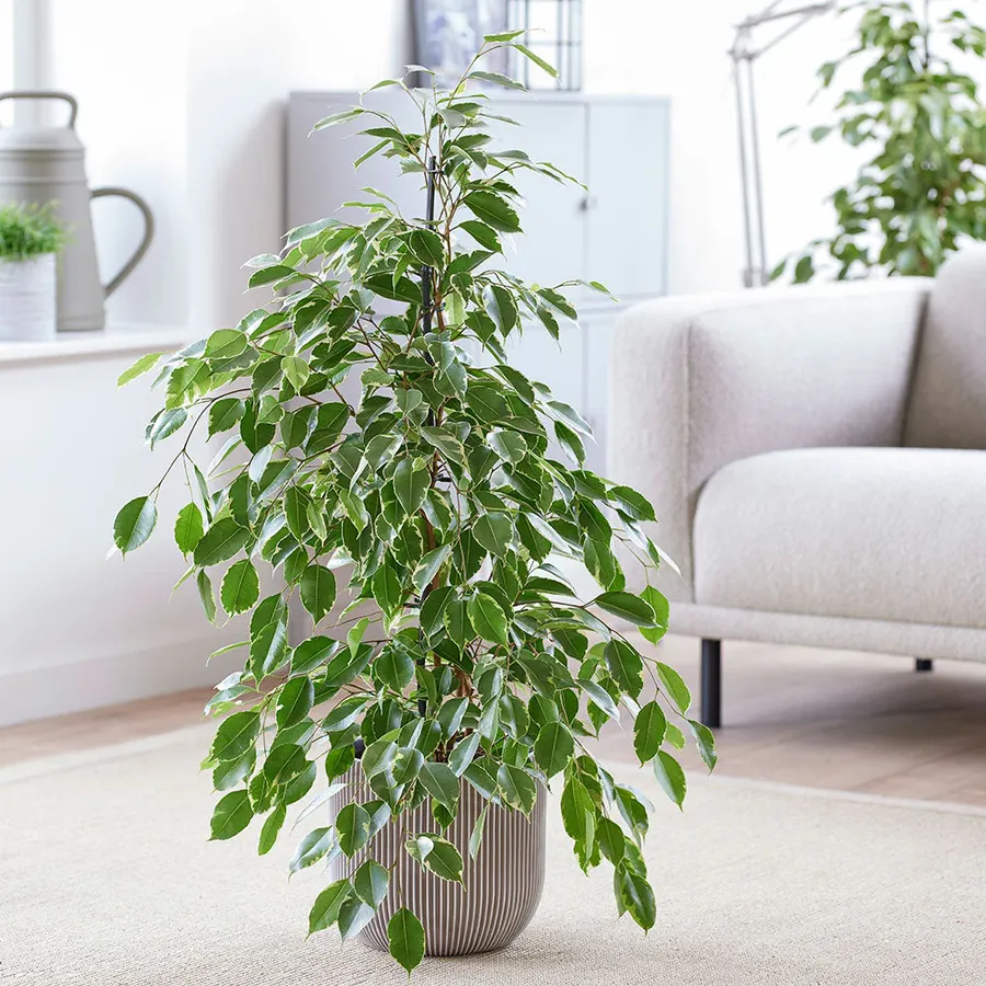 ficus-ben-golden-king-1