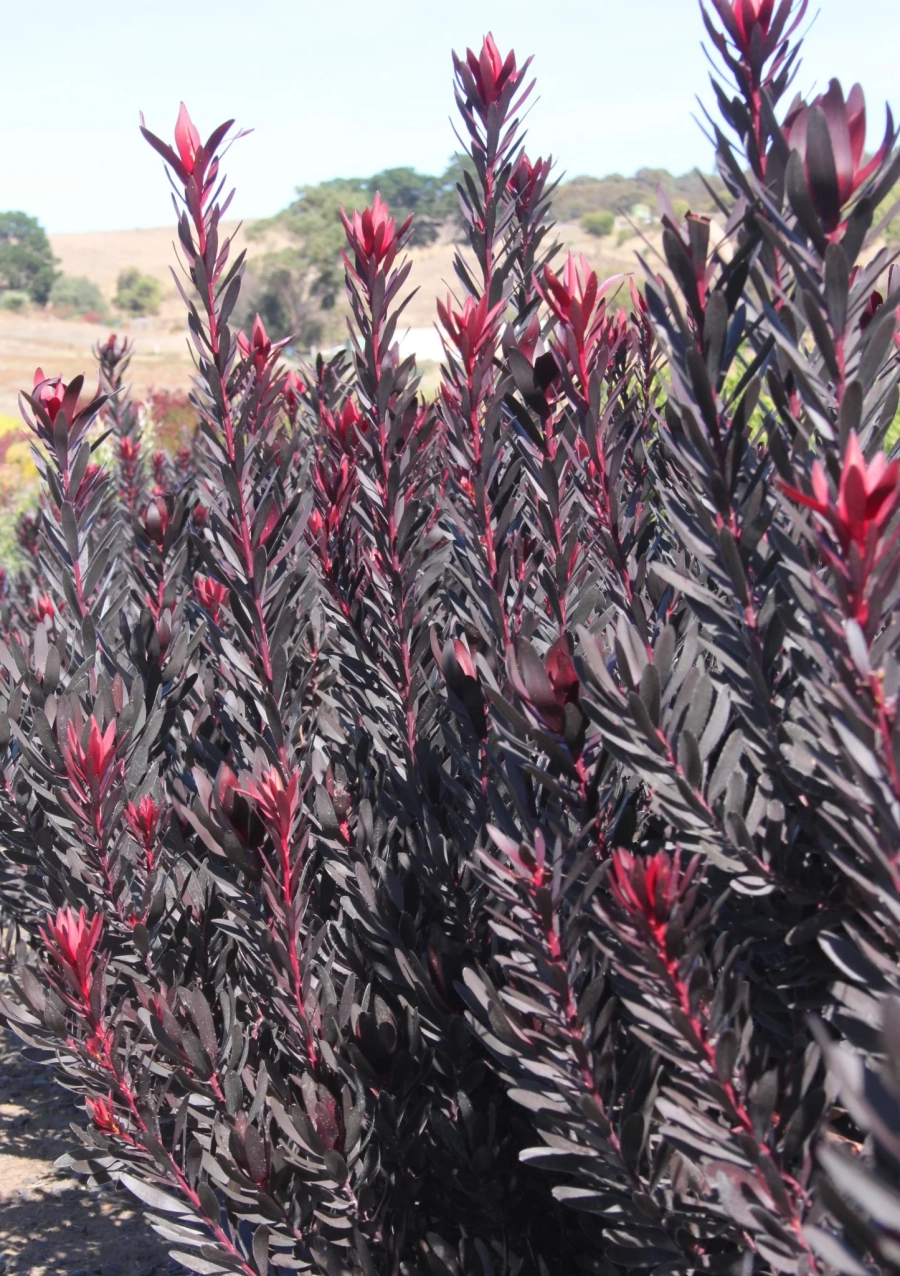 leucadendron