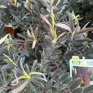 Leucadendron ‘Burgundy Sunset’ - imagine 3