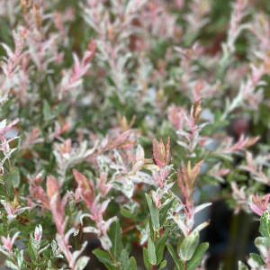 Salix Integra Flamingo - imagine 3