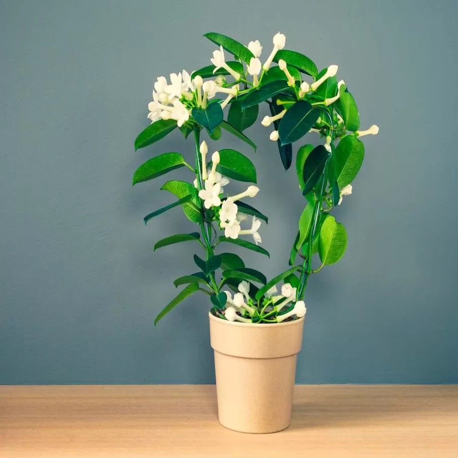 stephanotis-1