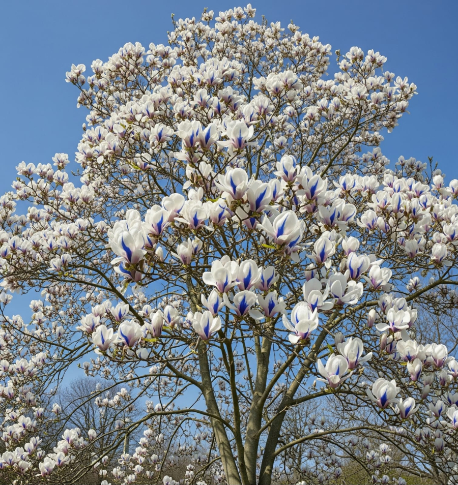 magnolia-alb-albastru