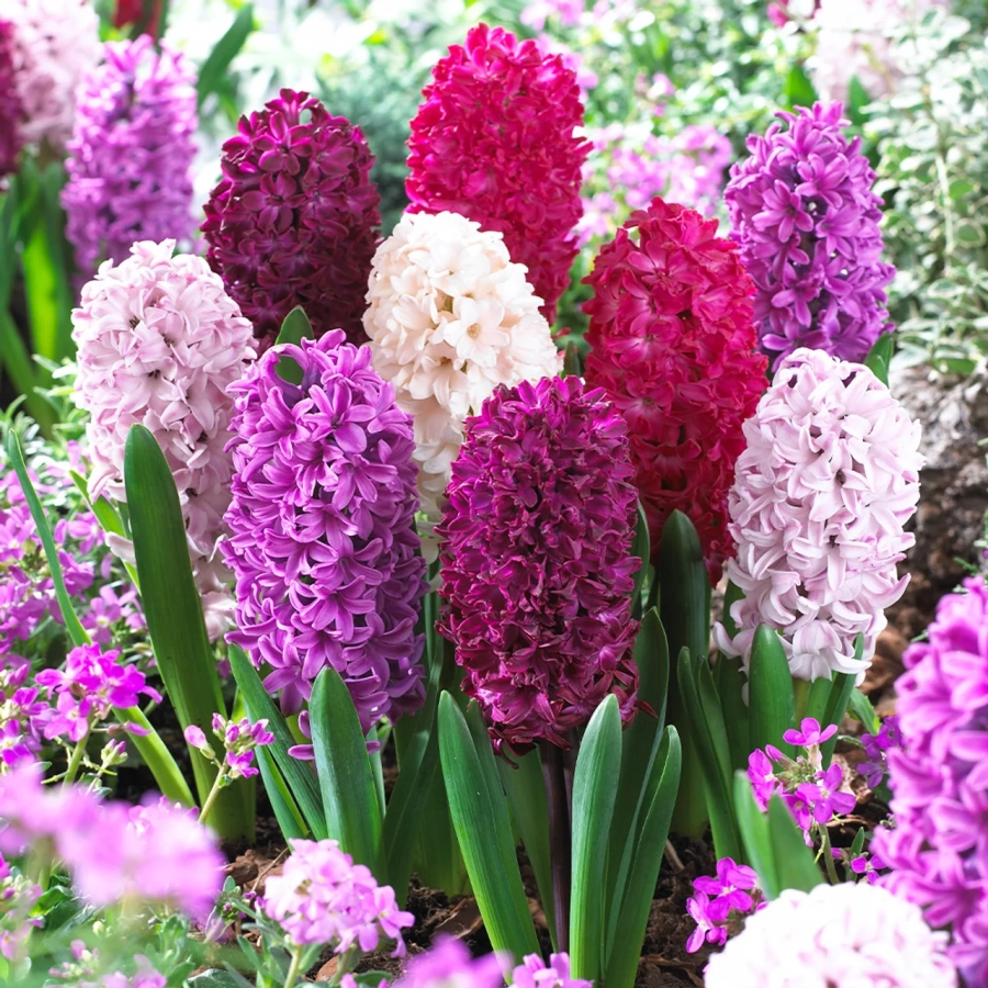 zambile-mix-multicolor-1