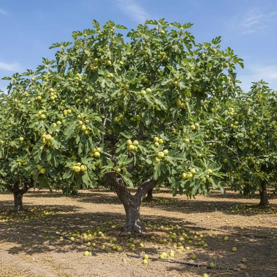 Smochin-Brogiotto-Bianco