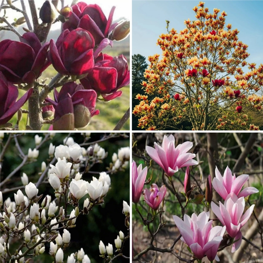 pachet-promotional-3-magnolia