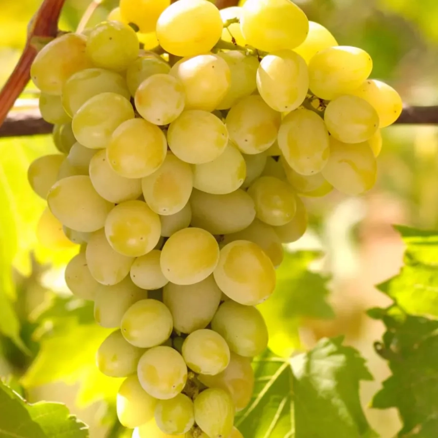 vita-de-vie-beograd-fara-smbr-2