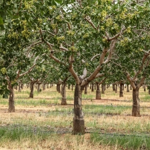 Fistic aclimatizat Mascul - Pistacia vera - imagine 1