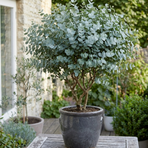 Eucalipt - Eucalyptus Cinerea